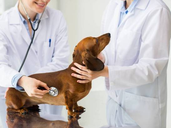 Veterinary Care